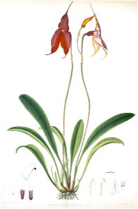 Woolward - The Genus Masdevallia - Masdevallia veitchiana