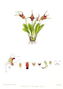 Woolward - The Genus Masdevallia - Masdevallia cupularis. Free illustration for personal and commercial use.