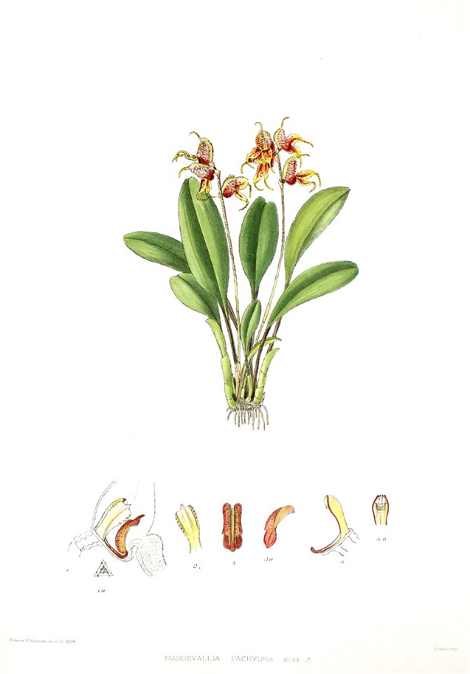 Woolward - The Genus Masdevallia - Masdevallia pachyura