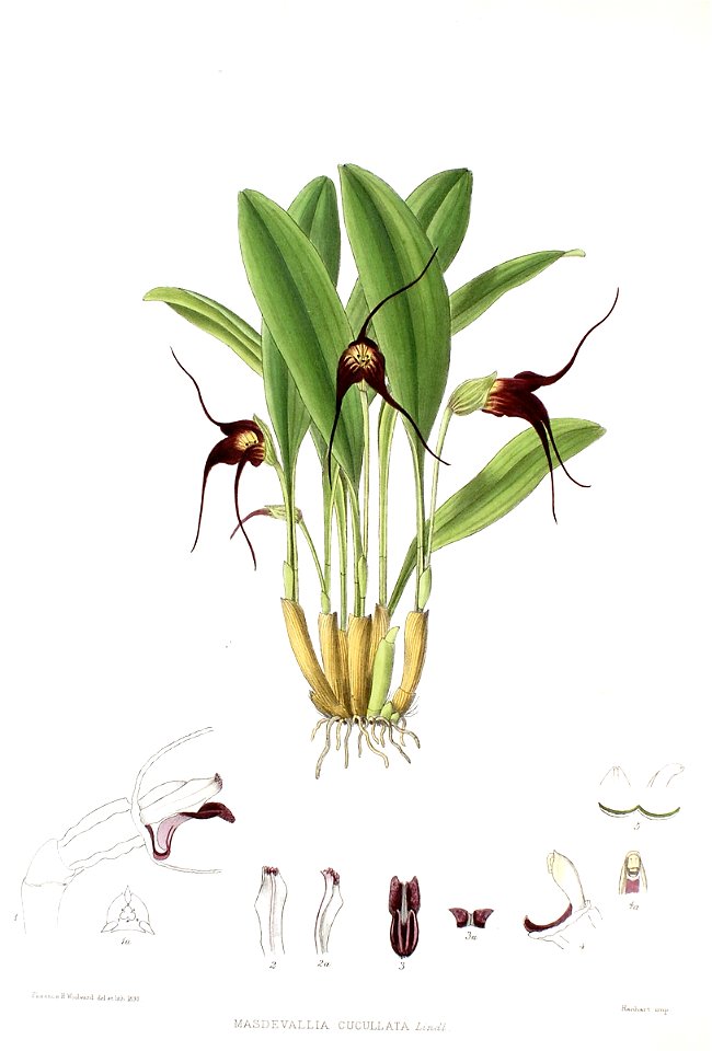 Woolward - The Genus Masdevallia - Masdevallia cucullata