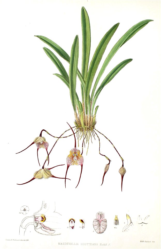 Woolward - The Genus Masdevallia - Masdevallia houtteana