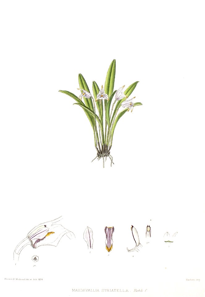Woolward - The Genus Masdevallia - Masdevallia striatella