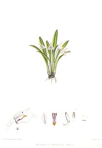 Woolward - The Genus Masdevallia - Masdevallia striatella