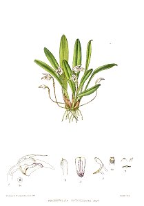 Woolward - The Genus Masdevallia - Masdevallia ortgiesiana