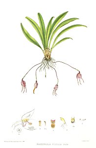 Woolward - The Genus Masdevallia - Masdevallia pusilla