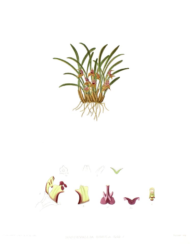 Woolward - The Genus Masdevallia - Masdevallia simula