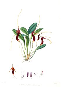 Woolward - The Genus Masdevallia - Masdevallia ventricularia