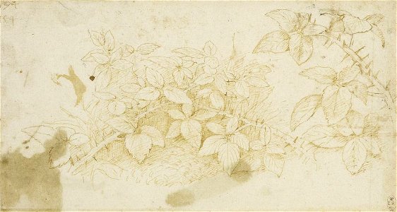 Workshop of Leonardo da Vinci - RCIN 912426, Sprays of blackberry (Rubus fruticosus) c.1510