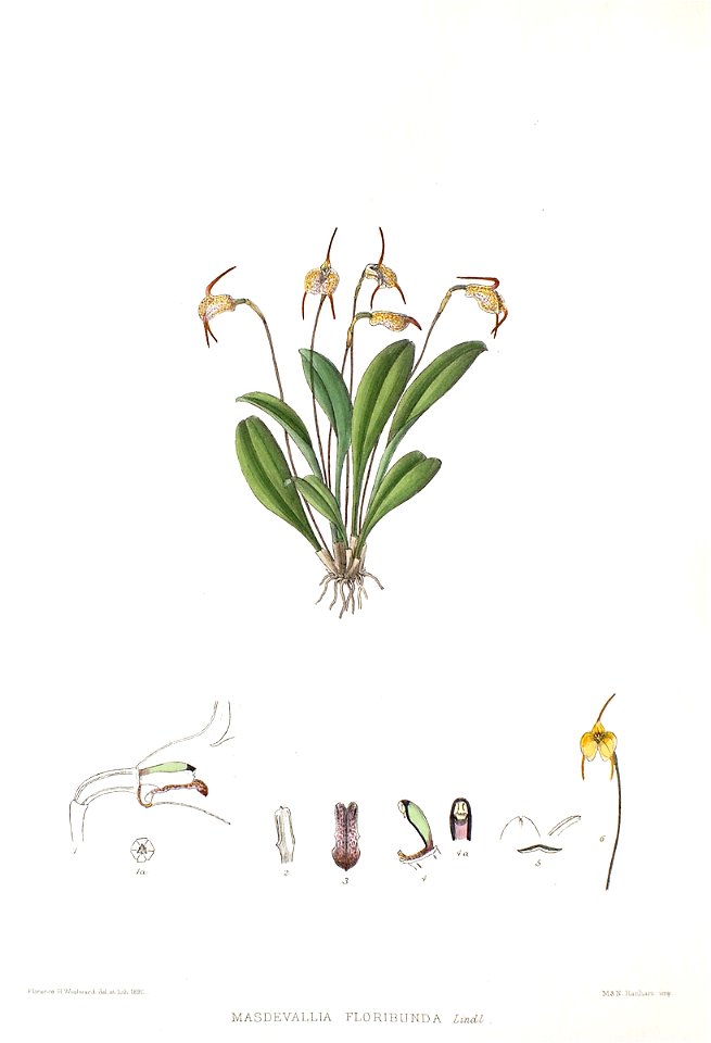 Woolward - The Genus Masdevallia - Masdevallia floribunda