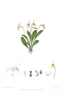 Woolward - The Genus Masdevallia - Masdevallia floribunda