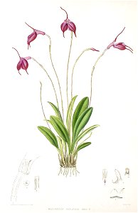 Woolward - The Genus Masdevallia - Masdevallia barlaeana