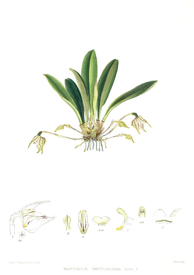 Woolward - The Genus Masdevallia - Masdevallia campyloglossa