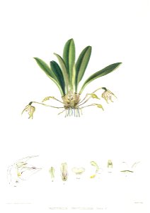 Woolward - The Genus Masdevallia - Masdevallia campyloglossa