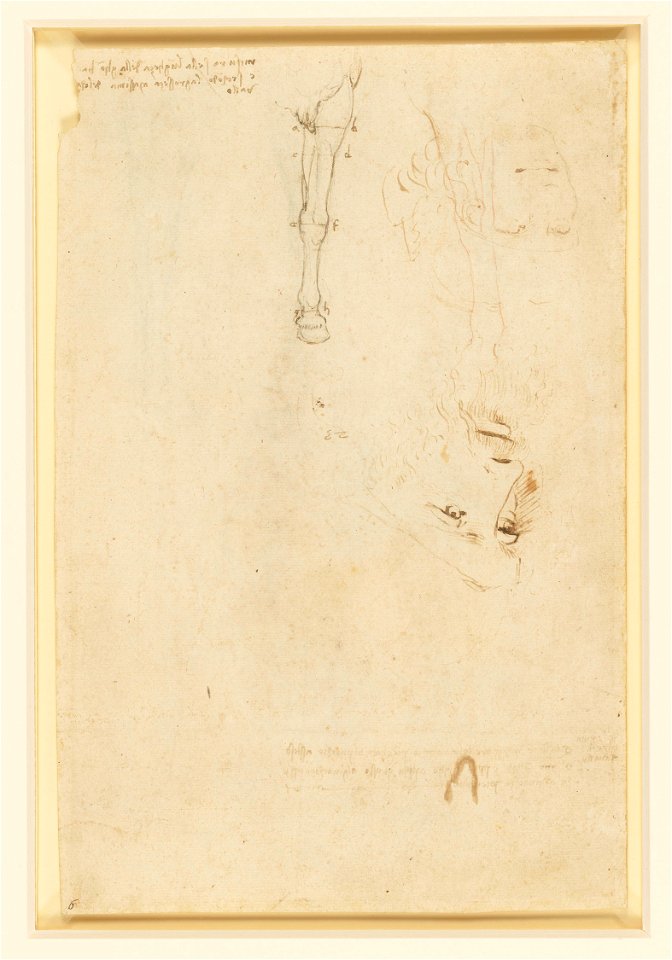 Workshop of Leonardo da Vinci - RCIN 912300, Verso A sketch of Leonardo, the head of a youth, and a horse’s legs c.1517-18
