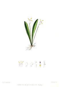 Woolward - The Genus Masdevallia - Masdevallia yauaperyensis