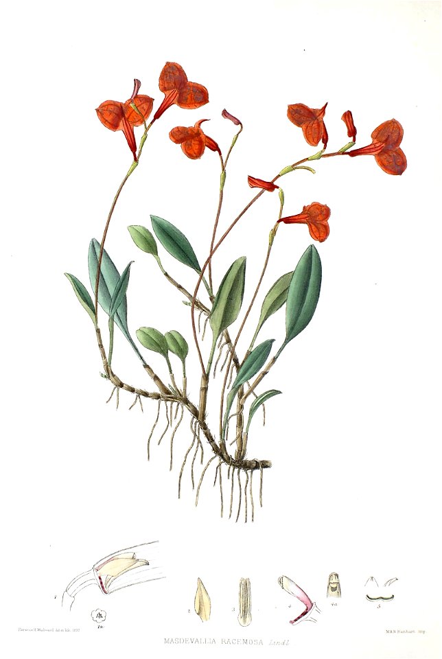 Woolward - The Genus Masdevallia - Masdevallia racemosa