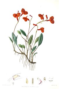 Woolward - The Genus Masdevallia - Masdevallia racemosa. Free illustration for personal and commercial use.