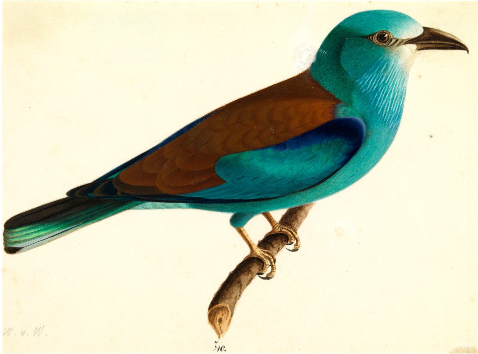 Wright, Wilhelm von - The European Roller - Google Art Project