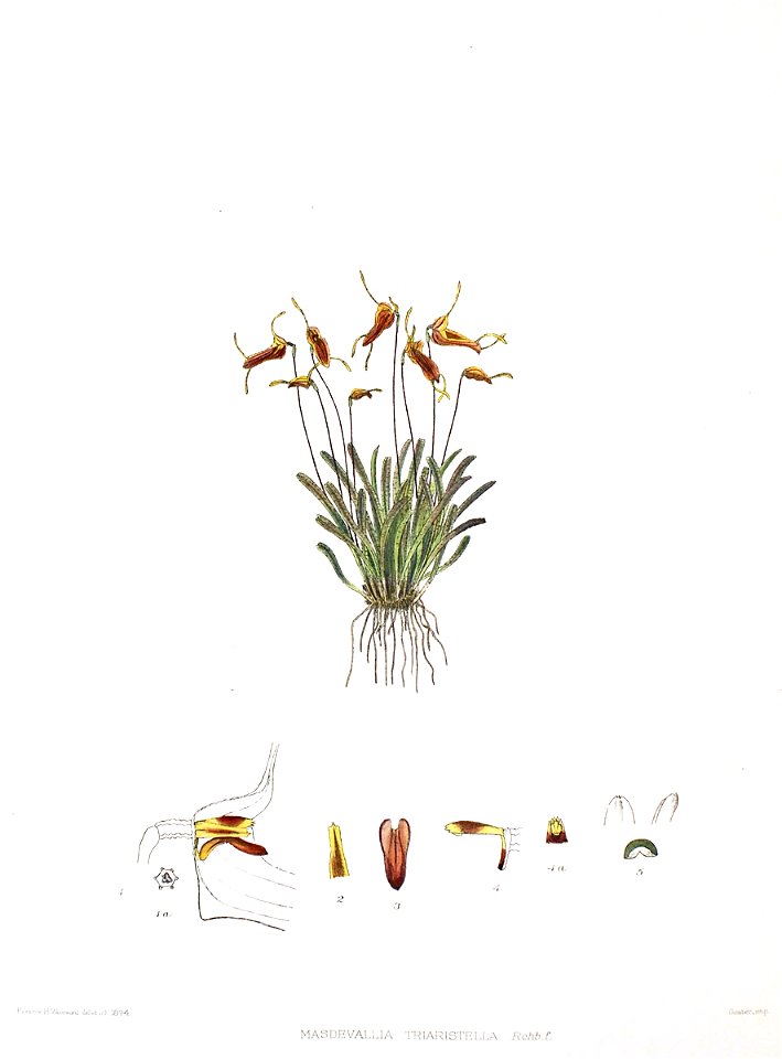 Woolward - The Genus Masdevallia - Masdevallia triaristella
