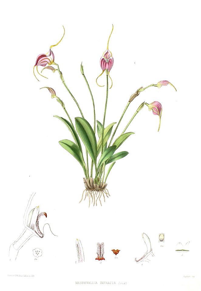 Woolward - The Genus Masdevallia - Masdevallia infracta