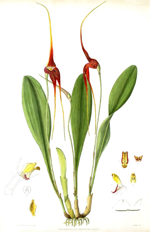 Woolward - The Genus Masdevallia - Masdevallia macrura