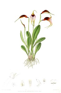 Woolward - The Genus Masdevallia - Masdevallia reichenbachiana