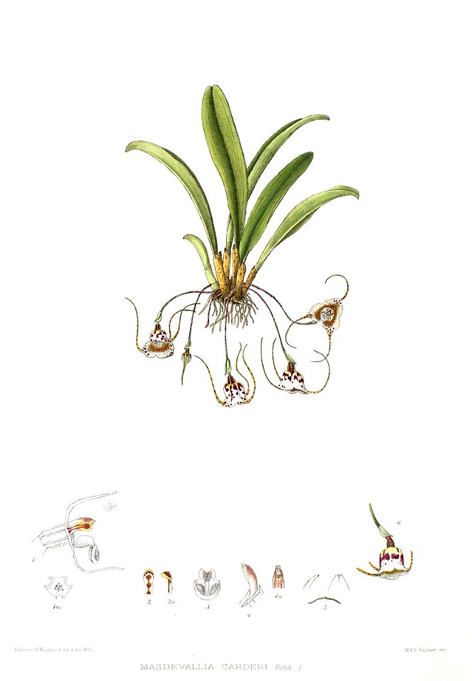 Woolward - The Genus Masdevallia - Masdevallia carderi