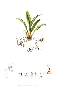 Woolward - The Genus Masdevallia - Masdevallia carderi
