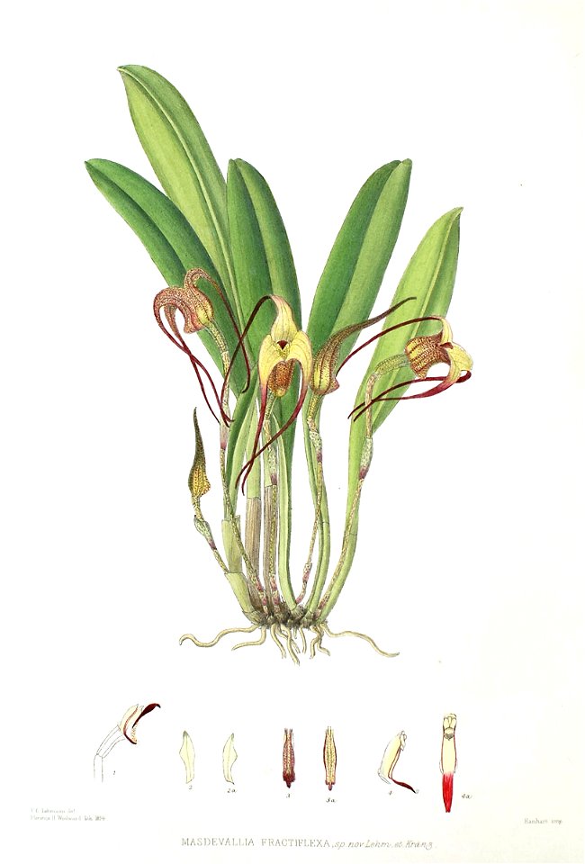 Woolward - The Genus Masdevallia - Masdevallia fractiflexa