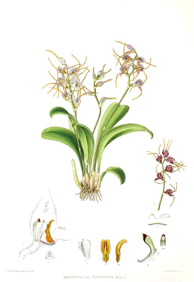 Woolward - The Genus Masdevallia - Masdevallia polysticta, 1896