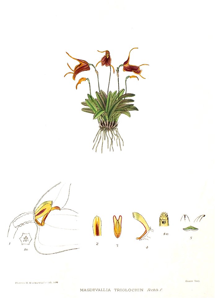 Woolward - The Genus Masdevallia - Masdevallia triglochin