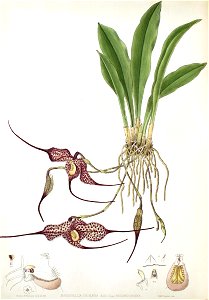 Woolward - The Genus Masdevallia - Masdevallia chimaera var. backhousiana