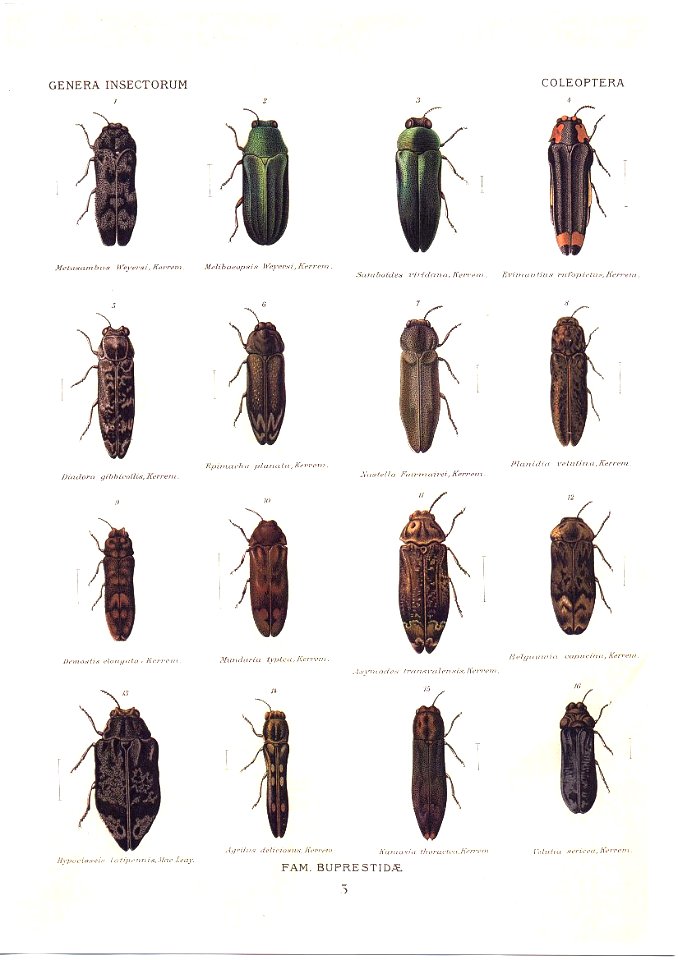 Wytsman.Genera.Insectorum.Buprestidae.03