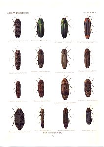 Wytsman.Genera.Insectorum.Buprestidae.03
