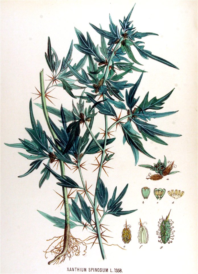 Xanthium spinosum — Flora Batava — Volume v17