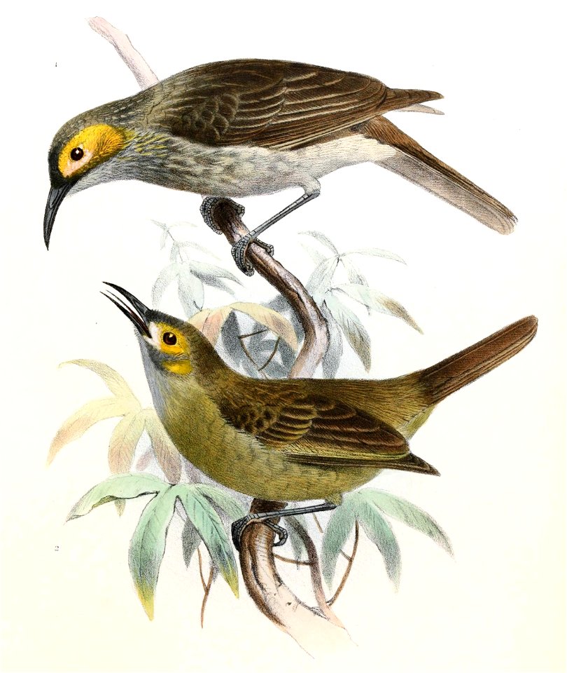 Xanthotis provocator Smit
