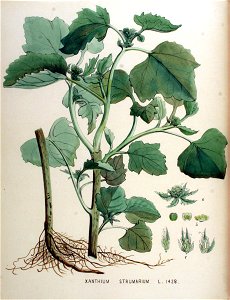Xanthium strumarium — Flora Batava — Volume v18. Free illustration for personal and commercial use.