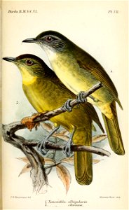XenocichlaKeulemans