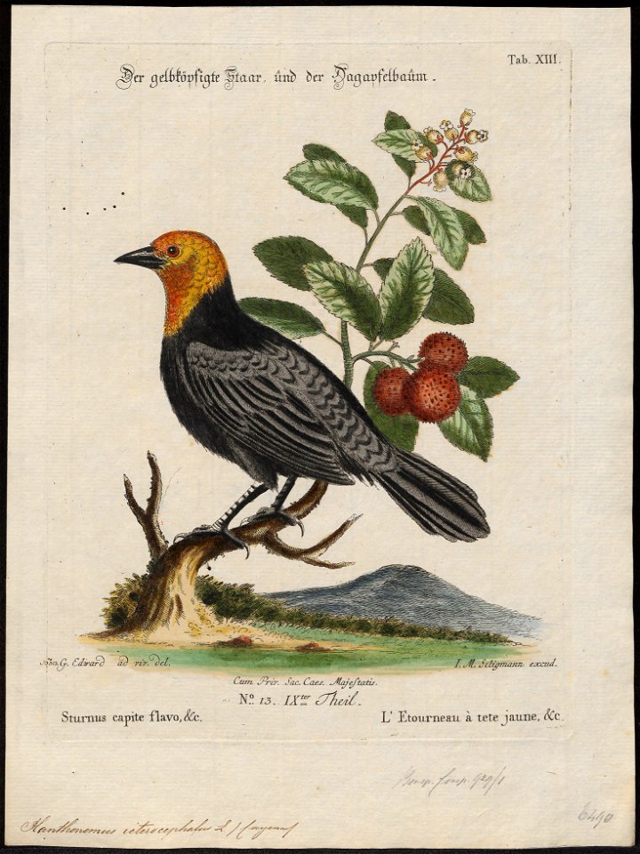 Xanthosomus icterocephalus - 1700-1880 - Print - Iconographia Zoologica - Special Collections University of Amsterdam - UBA01 IZ15800273