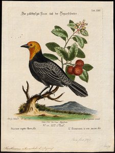 Xanthosomus icterocephalus - 1700-1880 - Print - Iconographia Zoologica - Special Collections University of Amsterdam - UBA01 IZ15800273