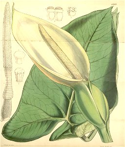 Xanthosoma sagittifolium 2