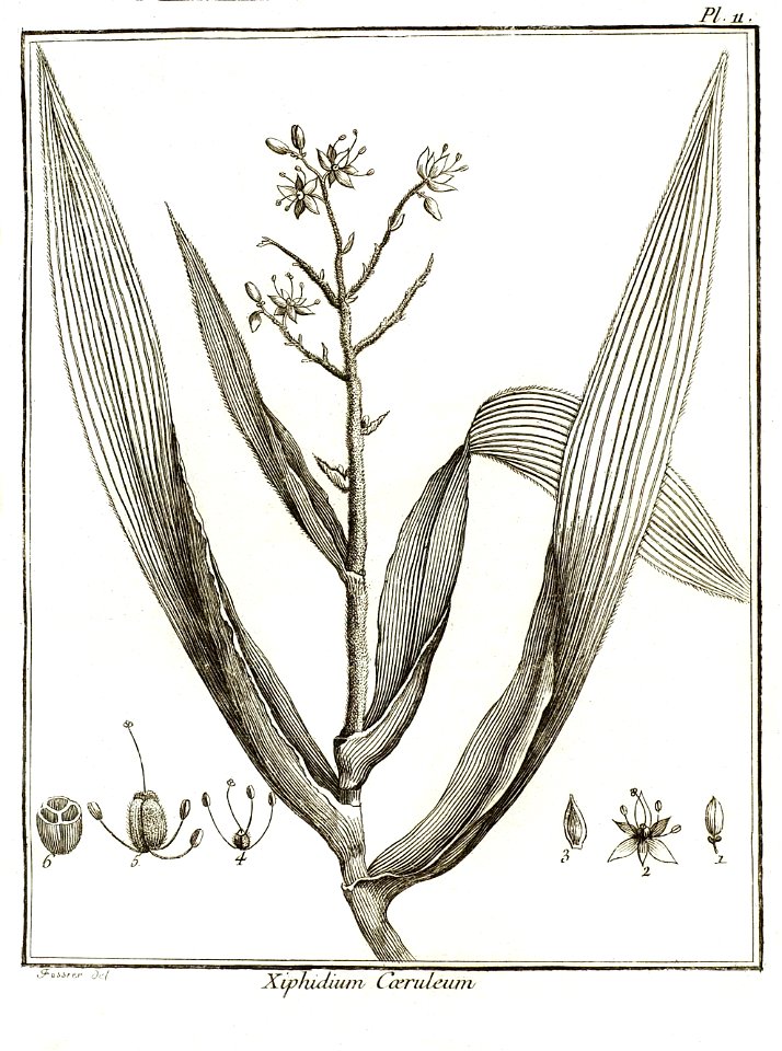 Xiphidium caeruleum Aublet 1775 pl 11
