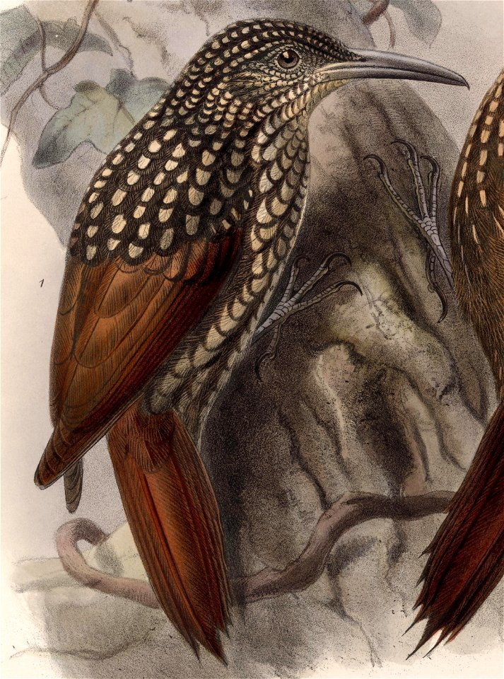 Xiphorhynchus lachrymosus 1902