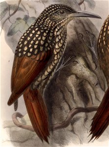 Xiphorhynchus lachrymosus 1902