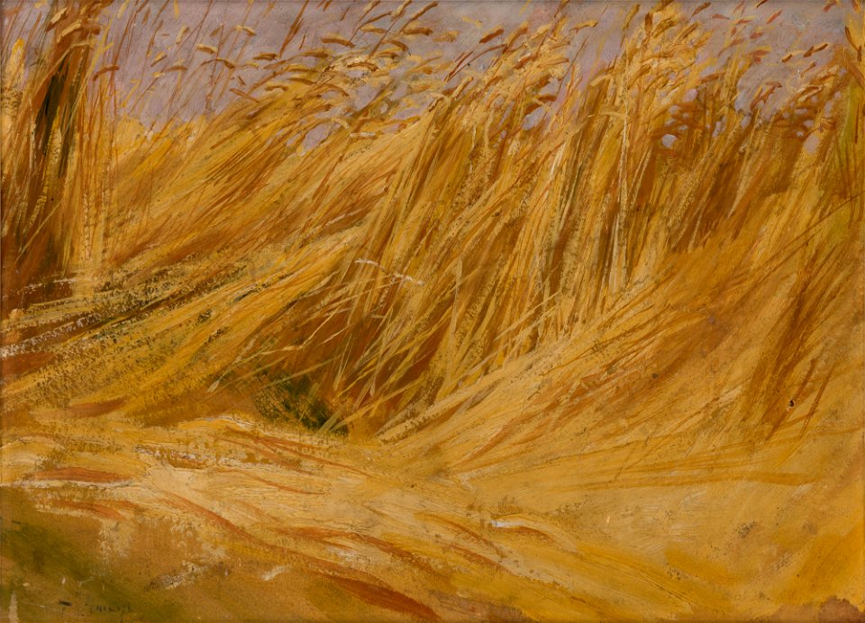 Włodzimierz Tetmajer - Corn Field (Study) - MNK II-b-68 - National Museum Kraków