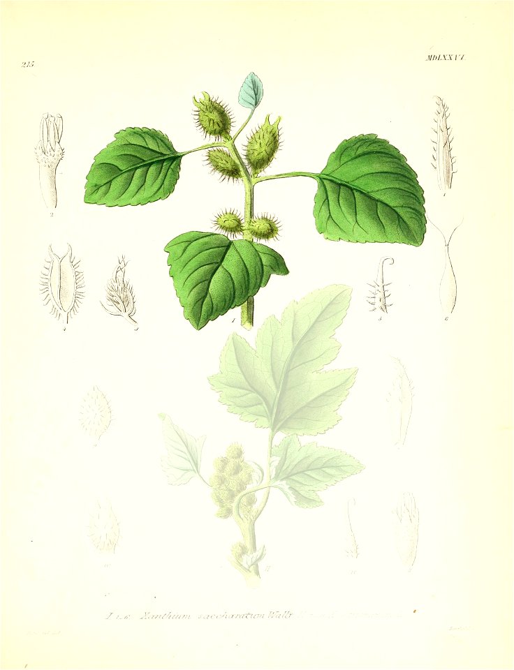 Xanthium saccharatum