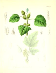 Xanthium saccharatum