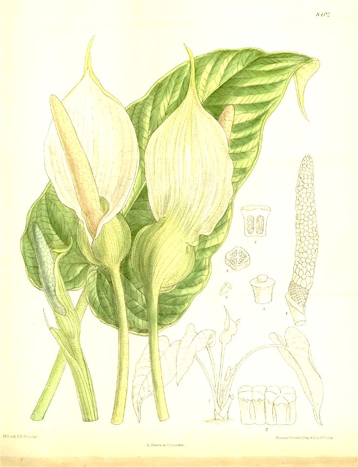 Xanthosoma pubescens
