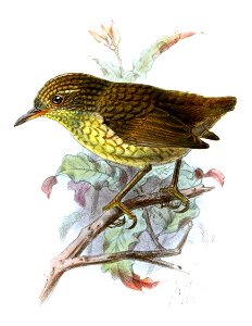 XenicusInsularisKeulemans