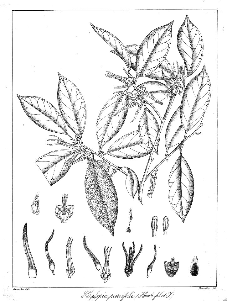 Xylopia parvifolia Govindoo